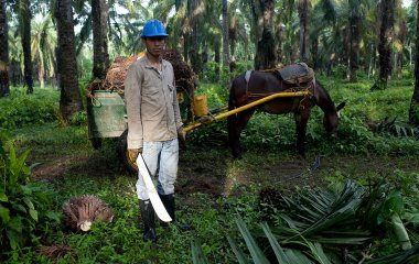Mann in Arbeitskleidung mit Helm und Machete steht vor einem Esel-Karren auf einer Palmölplantage.